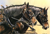 Draft Horse, Equine Art - The Percherons